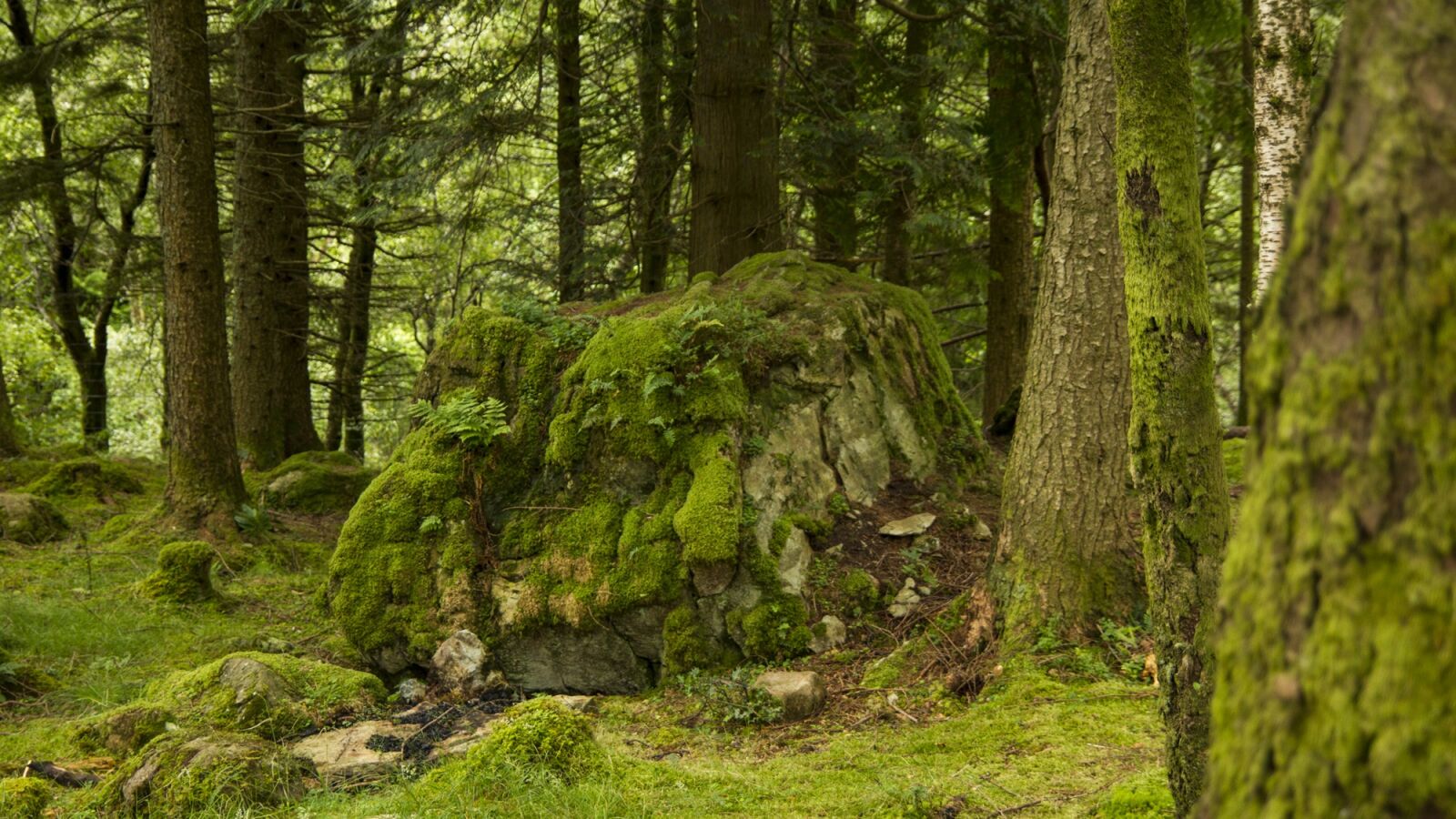 Canon EOS 7D sample photo. Forest, moss, boulder photography
