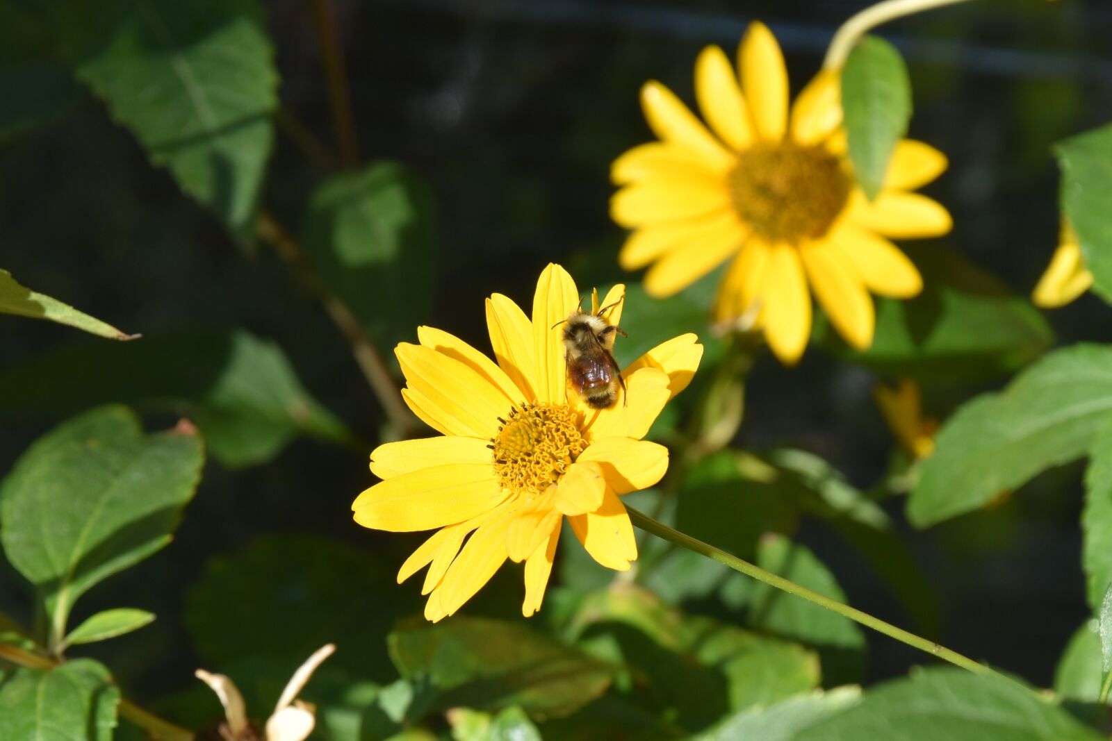 Nikon D5500 sample photo. Flower, bloom, bee photography