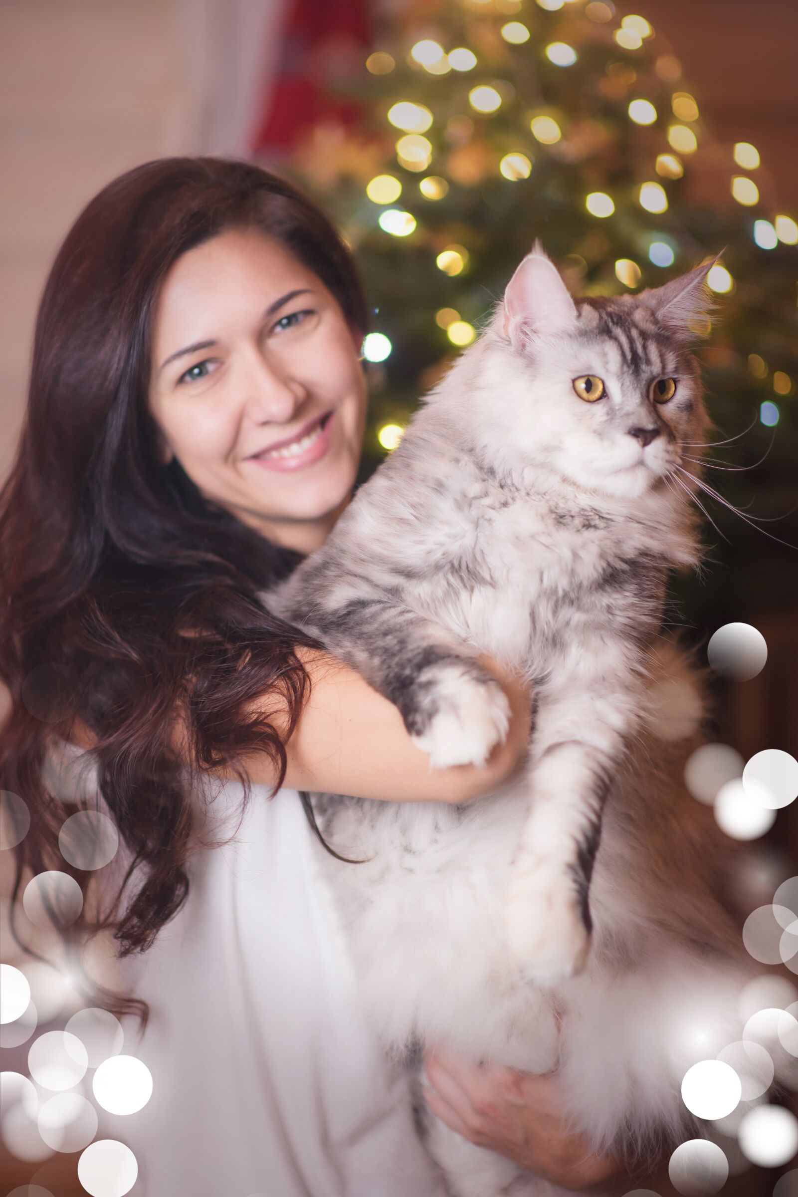 Nikon D750 sample photo. Cat, silver, white photography