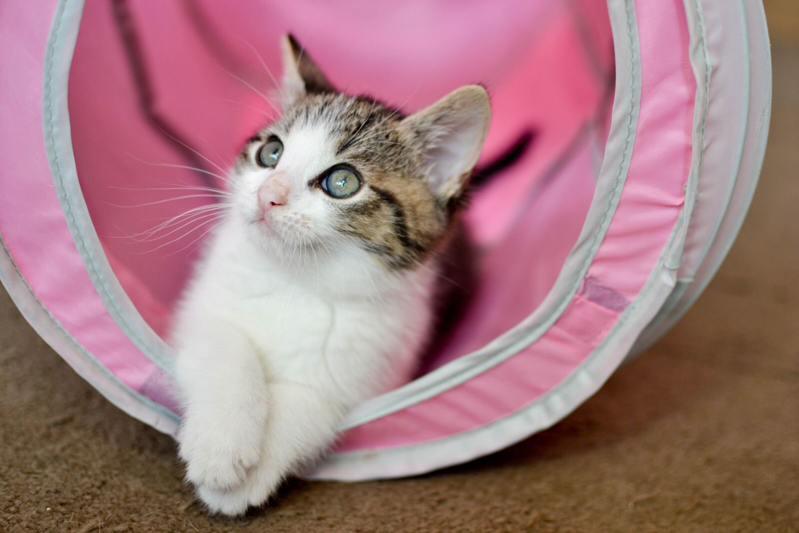 Nikon D3100 sample photo. Cat, domestic cat, dachowiec photography