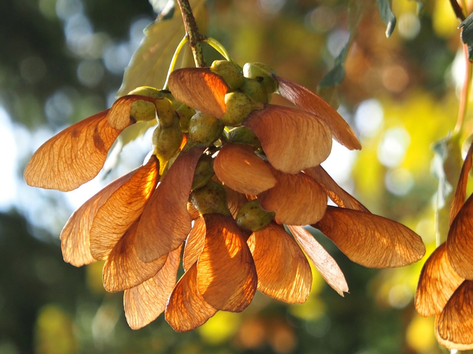Olympus OM-D E-M5 sample photo. Maple seeds, autumn, close photography