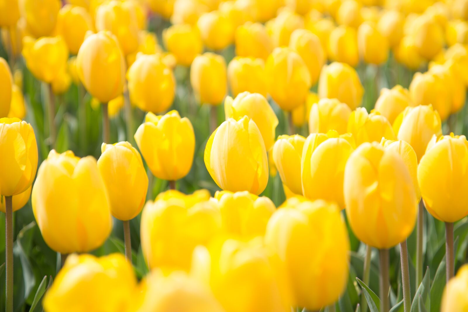 Canon EOS 60D sample photo. Spring, flowers, tulip photography
