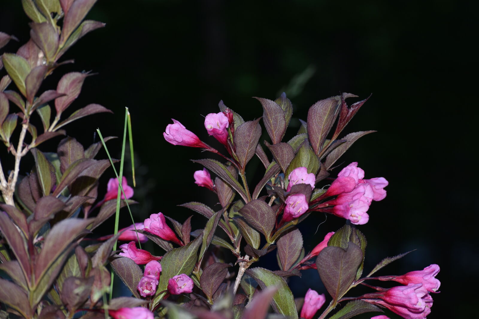 Nikon D5500 sample photo. Arbust, nature, plant, weigela photography