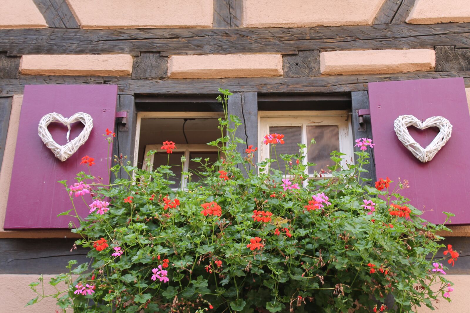 Canon EOS 1100D (EOS Rebel T3 / EOS Kiss X50) sample photo. Window, geranium, truss photography
