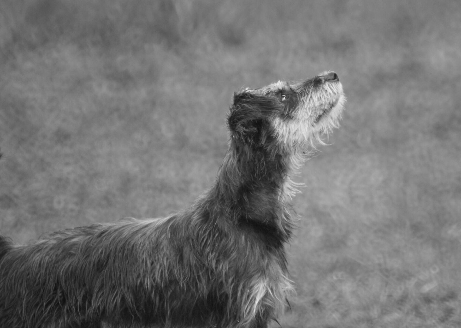 Sony Alpha DSLR-A390 sample photo. The field, nature, landscapes photography