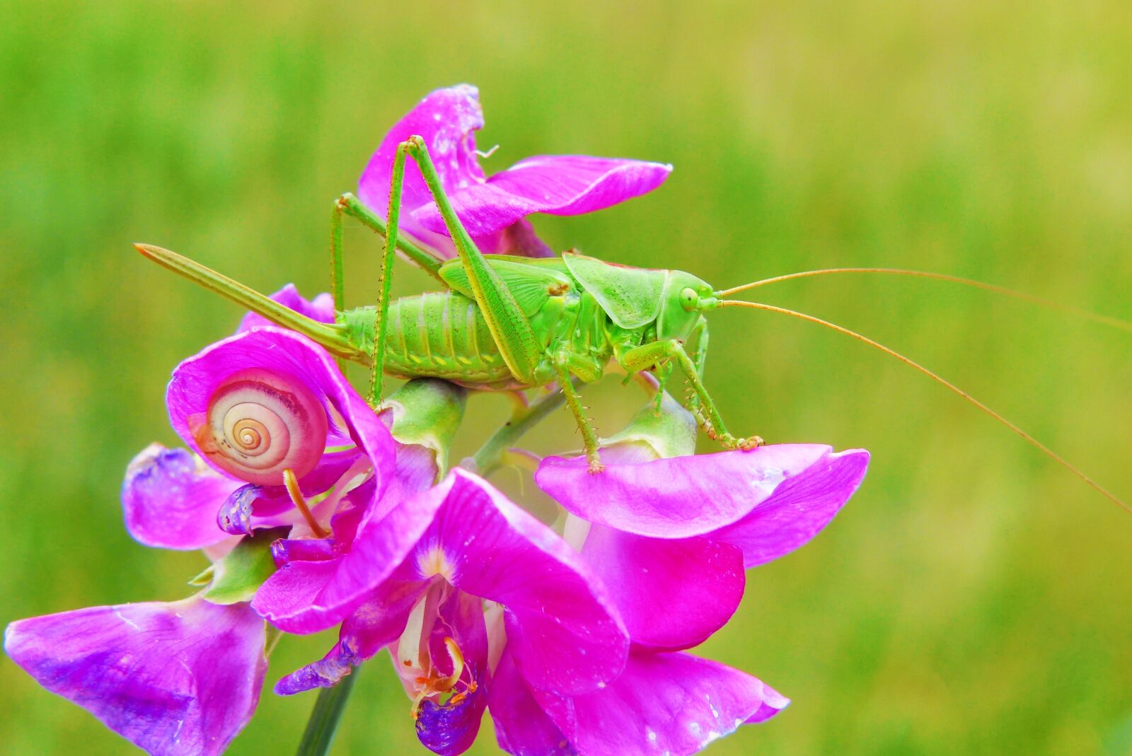 Panasonic Lumix DMC-FZ200 sample photo. Pod atczyn roesela, female photography