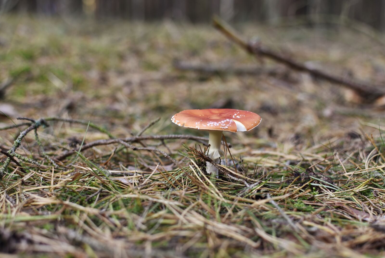 Nikon D7200 sample photo. Amanita, mushroom, red mushroom photography