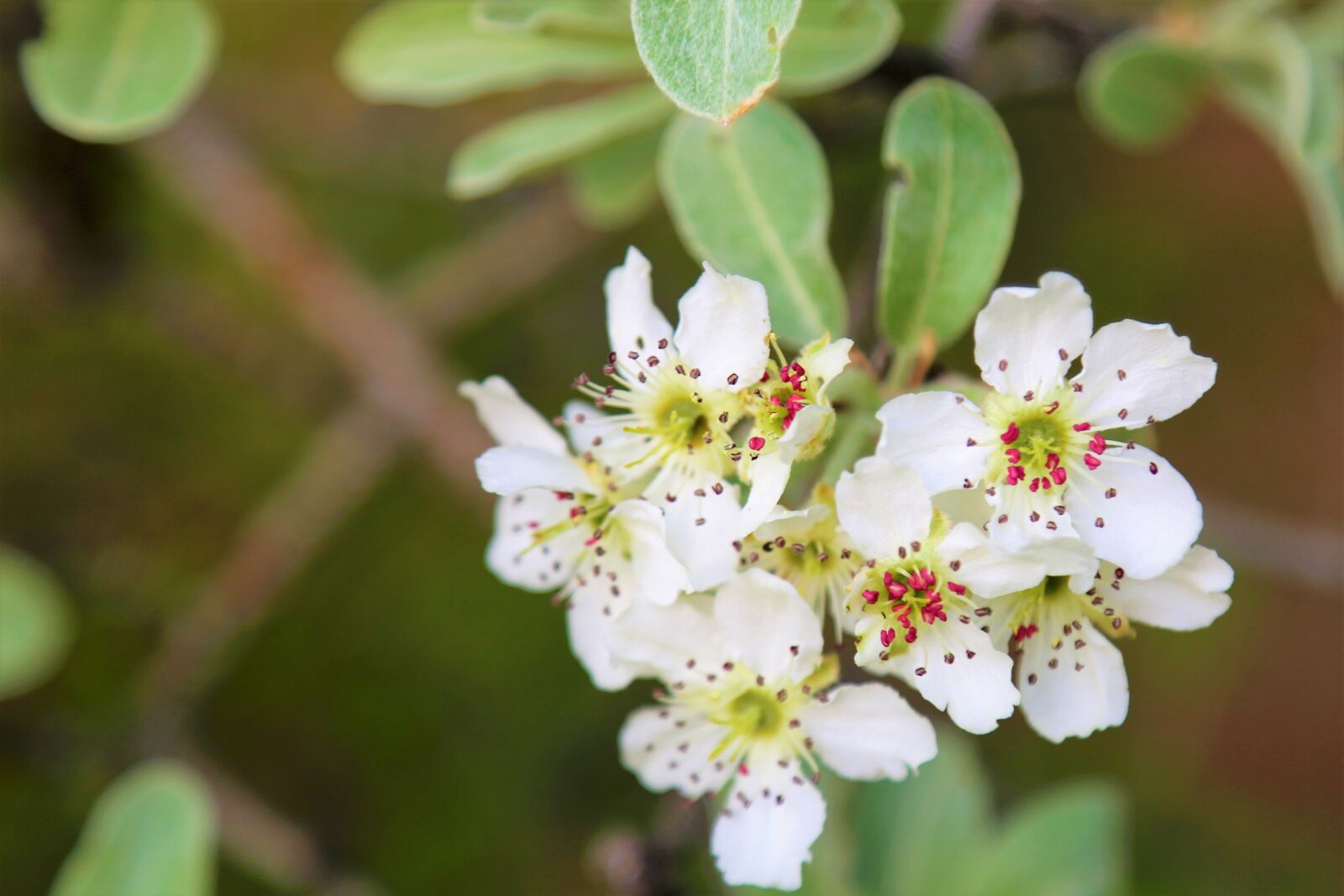 Canon EOS 5D Mark III sample photo. Flower, spring, branch photography