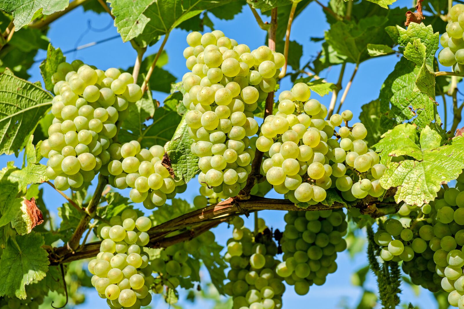 Fujifilm X-T10 + Fujifilm XF 35mm F1.4 R sample photo. Grapes, fruit, vine photography