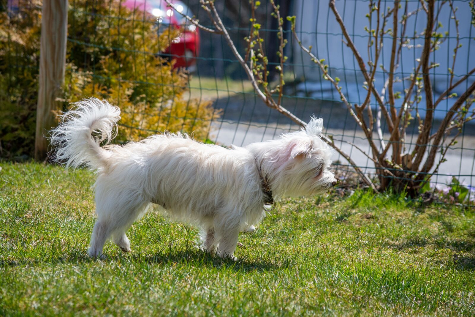 Nikon D7100 sample photo. Dog, white, small photography