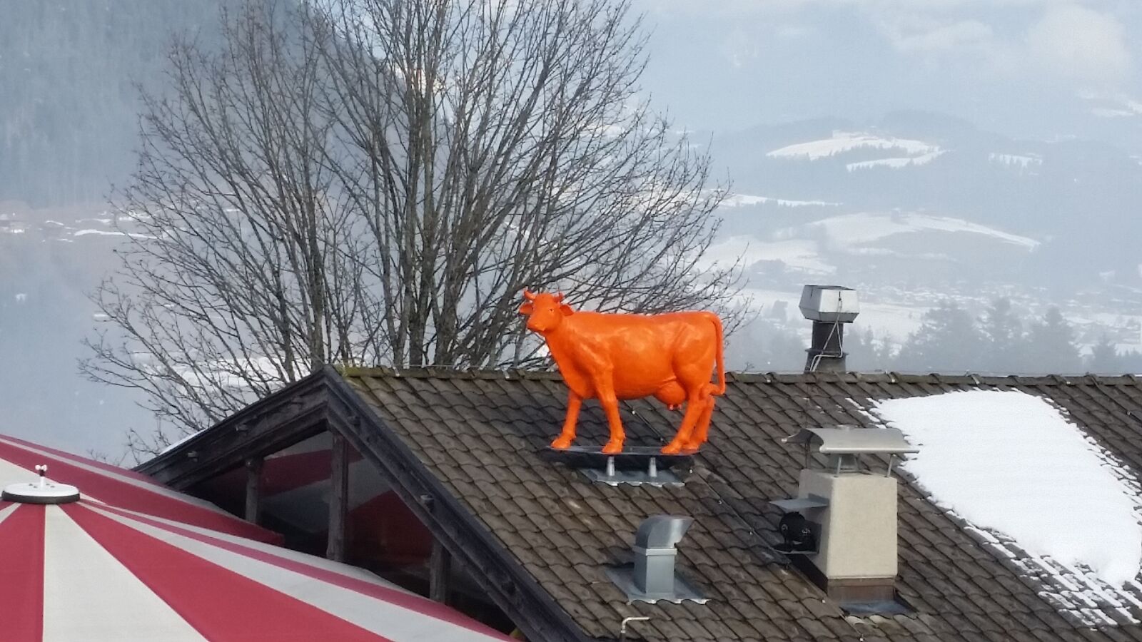 Samsung Galaxy S5 sample photo. Cow, roof, kitzbühel photography