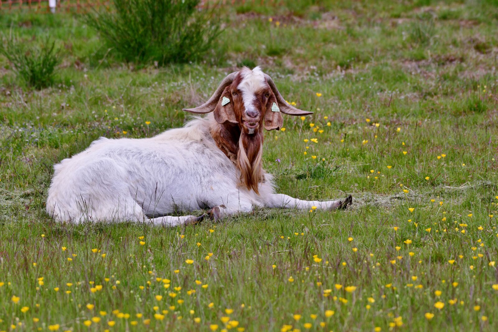 Nikon D500 sample photo. Goat, spring, animal photography