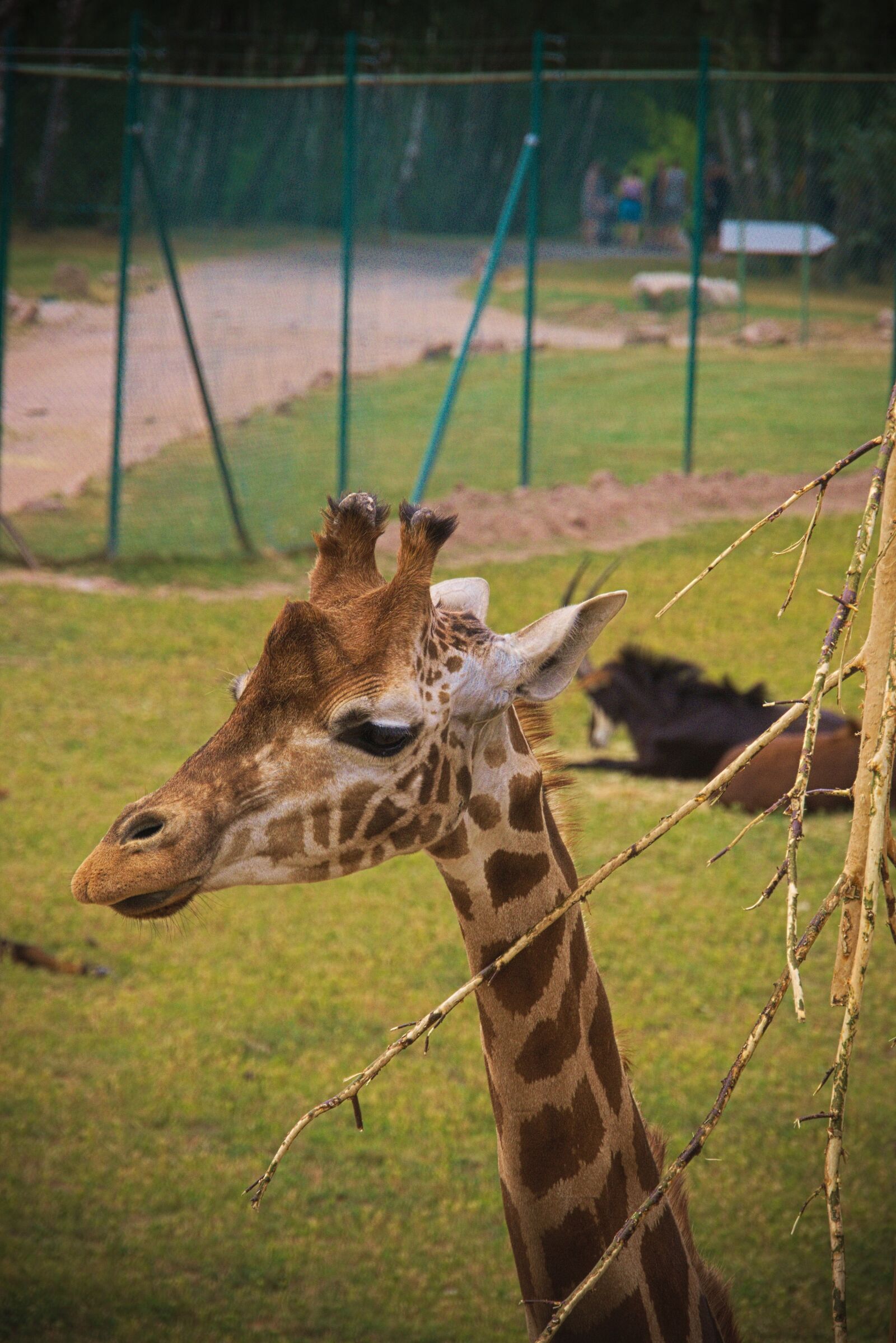 Panasonic Lumix DMC-GH3 sample photo. Giraffe, animal, africa photography