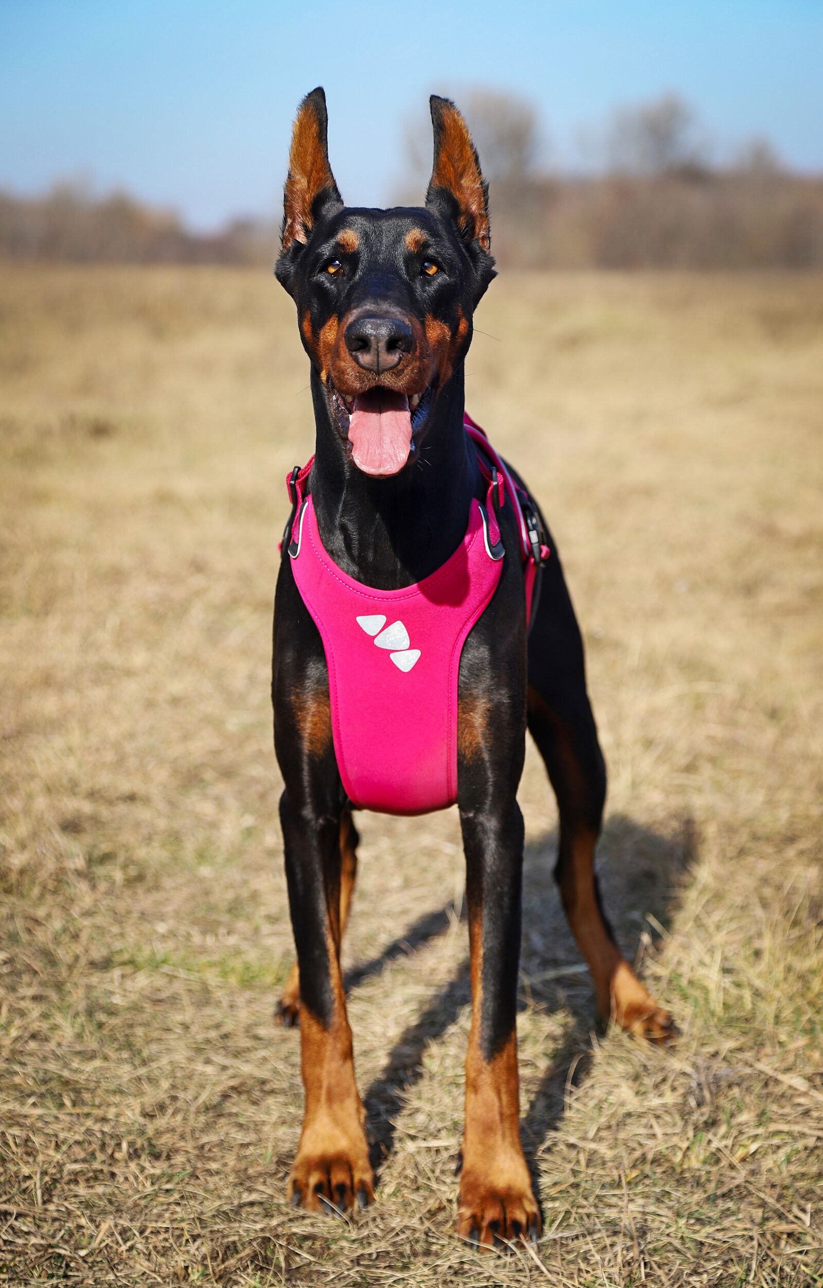 Canon EOS 6D Mark II sample photo. Doberman, black, dog photography