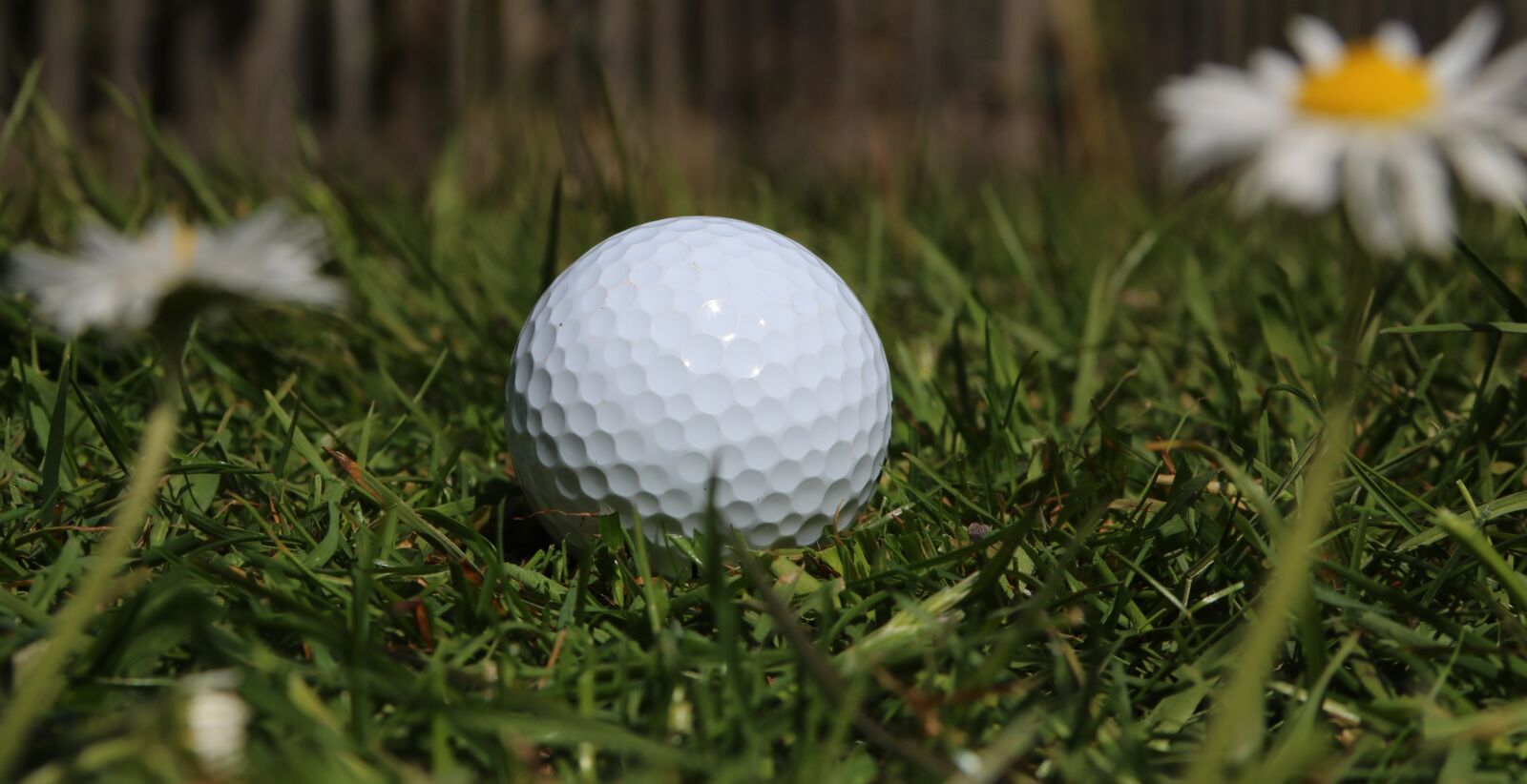 Canon EOS 750D (EOS Rebel T6i / EOS Kiss X8i) + Canon EF 28-135mm F3.5-5.6 IS USM sample photo. Golf ball, golf, daisies photography