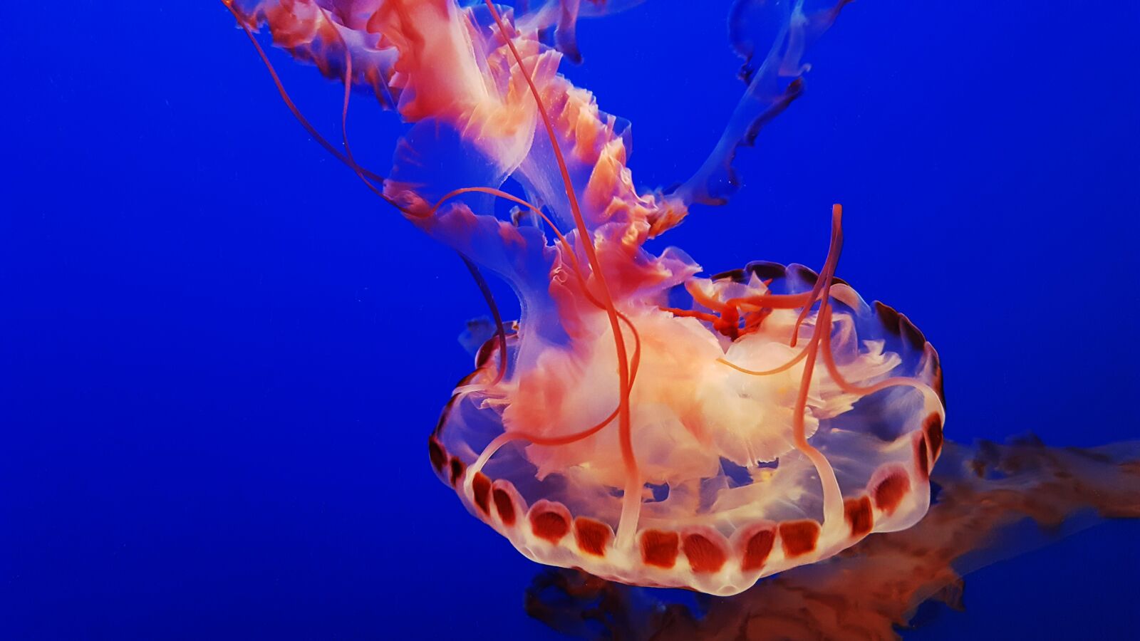 Samsung Galaxy S6 sample photo. Monterey, aquarium, jelly photography