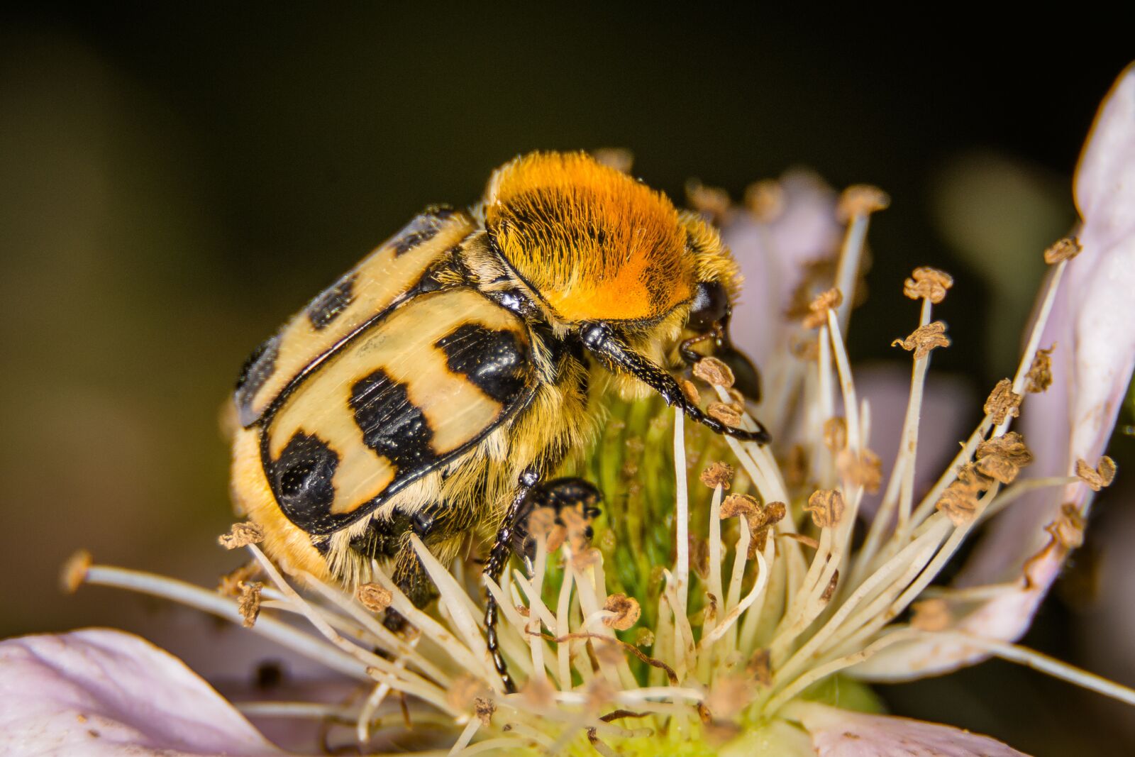 Nikon D7200 sample photo. Beetle, brush beetle, macro photography