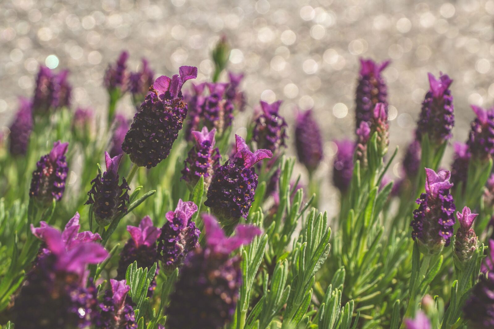 Sony DT 18-135mm F3.5-5.6 SAM sample photo. Lavender, lavender flowers, nature photography