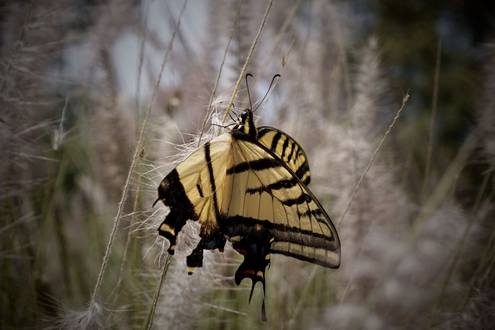 Sony DSC-RX100M5A sample photo. Butterfly, yellow, insect photography
