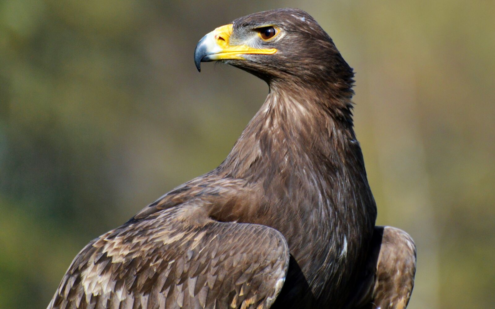 Nikon D3200 sample photo. Adler, bird of prey photography