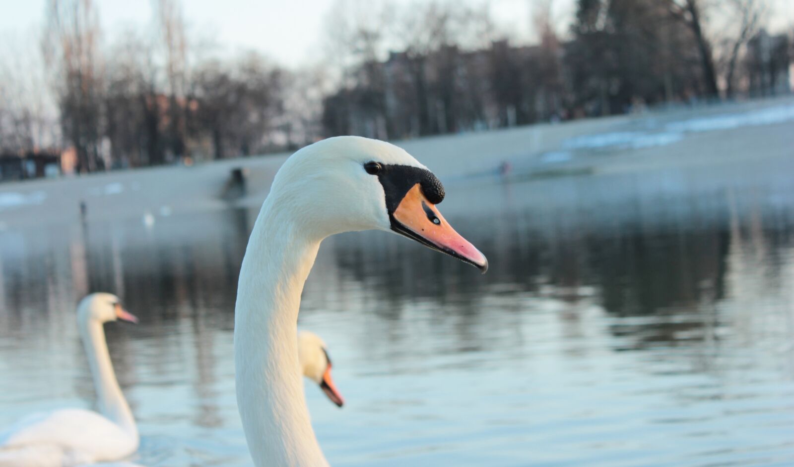Canon EOS 600D (Rebel EOS T3i / EOS Kiss X5) sample photo. Swan, nature, water photography