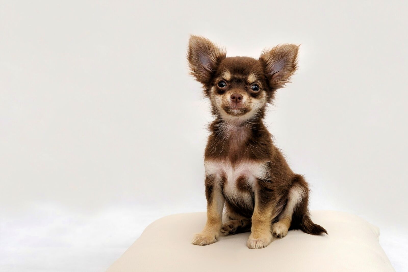 Nikon D700 sample photo. Chihuahua, small dog, dog photography