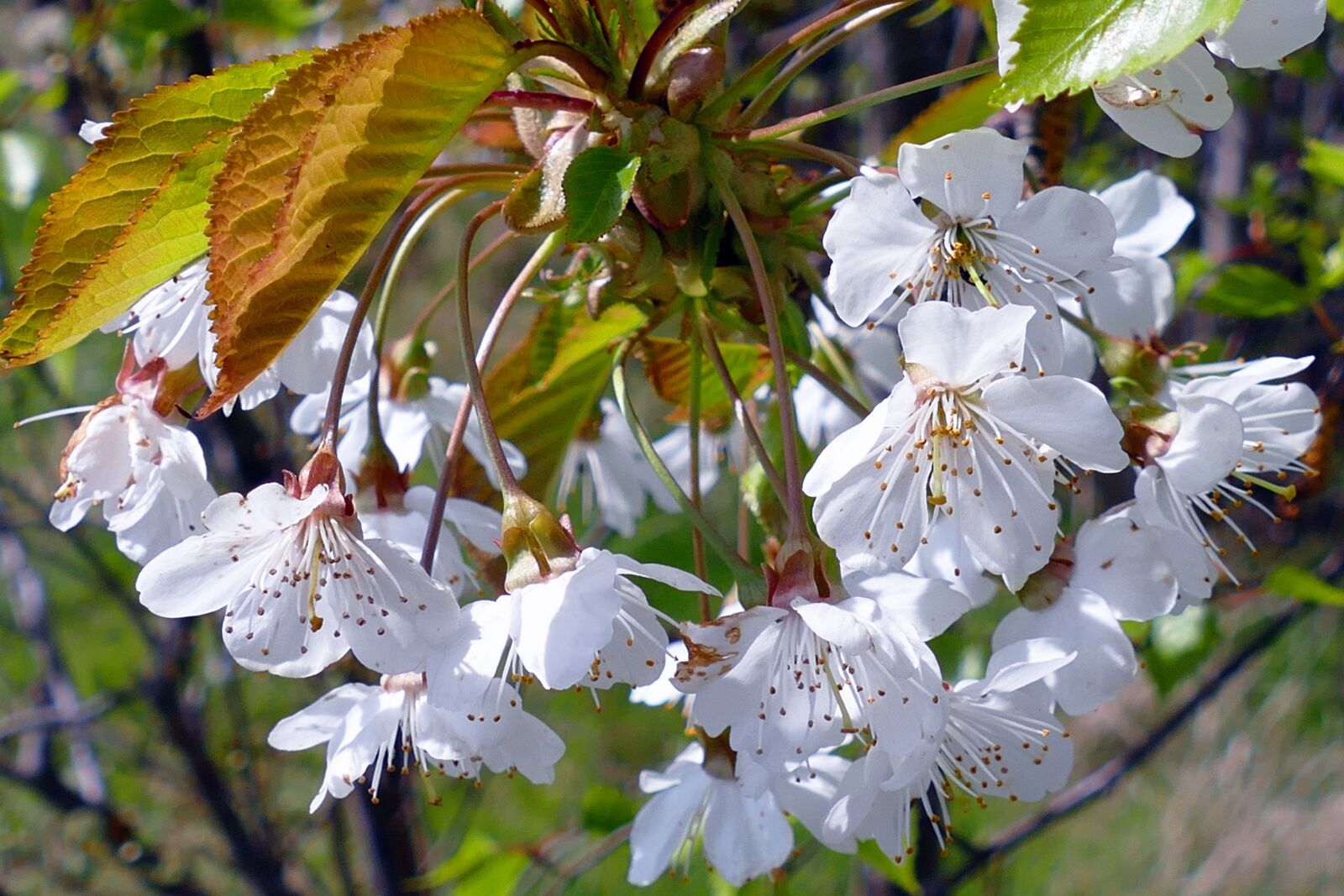 Panasonic Lumix DMC-FZ1000 sample photo. Flowers, blossom, spring photography