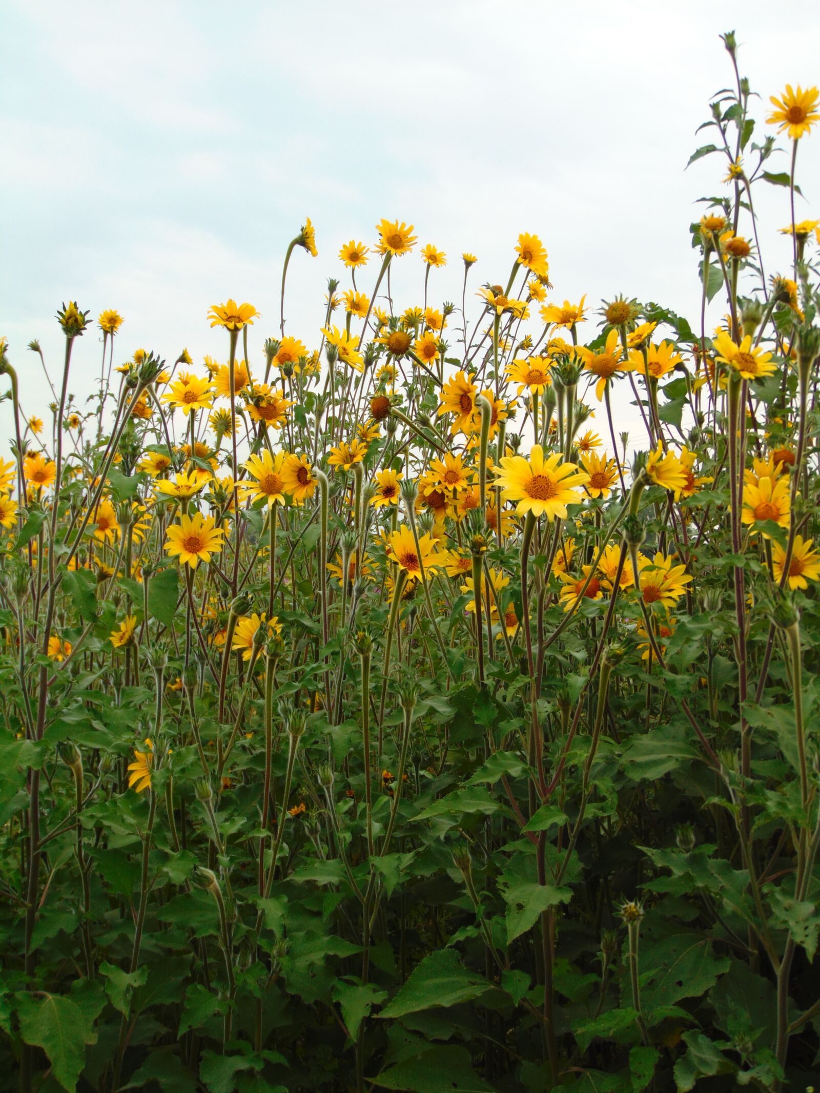 Sony Cyber-shot DSC-H300 sample photo. Flower, plant, sunflower photography