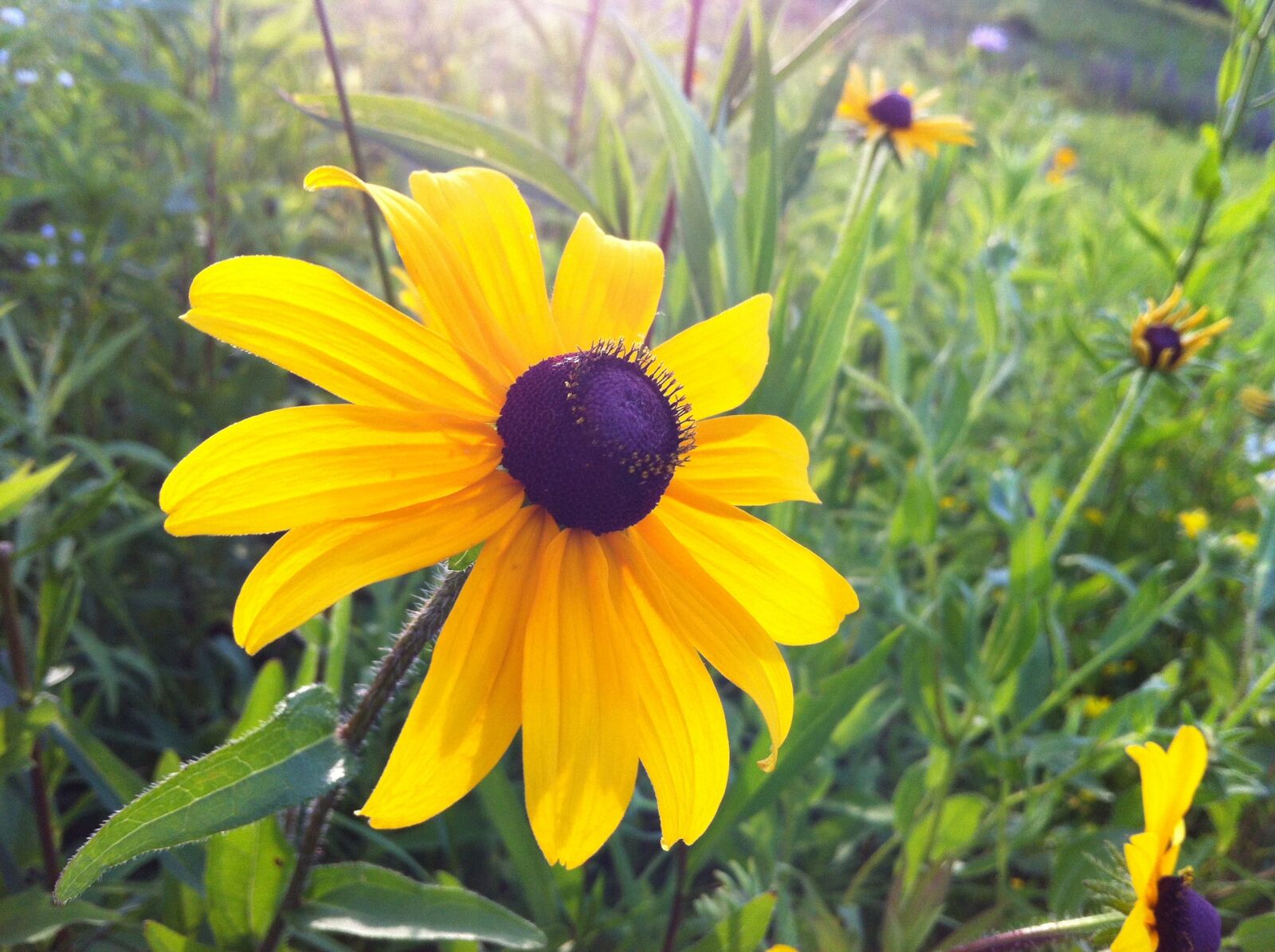iPhone 4 back camera 3.85mm f/2.8 sample photo. Blackeyed susan, yellow flower photography