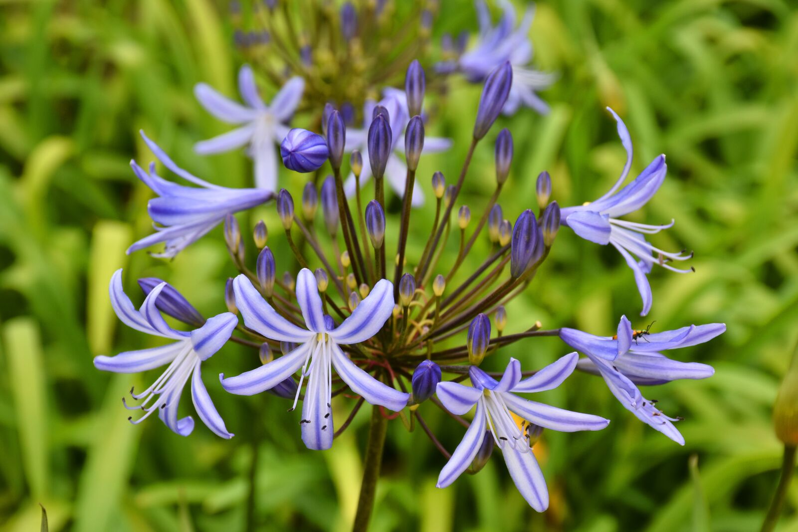 Nikon D5600 sample photo. Flower, plant, nature photography