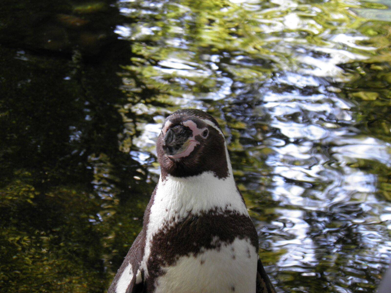 Olympus SP800UZ sample photo. Animals, penguin, prague zoo photography