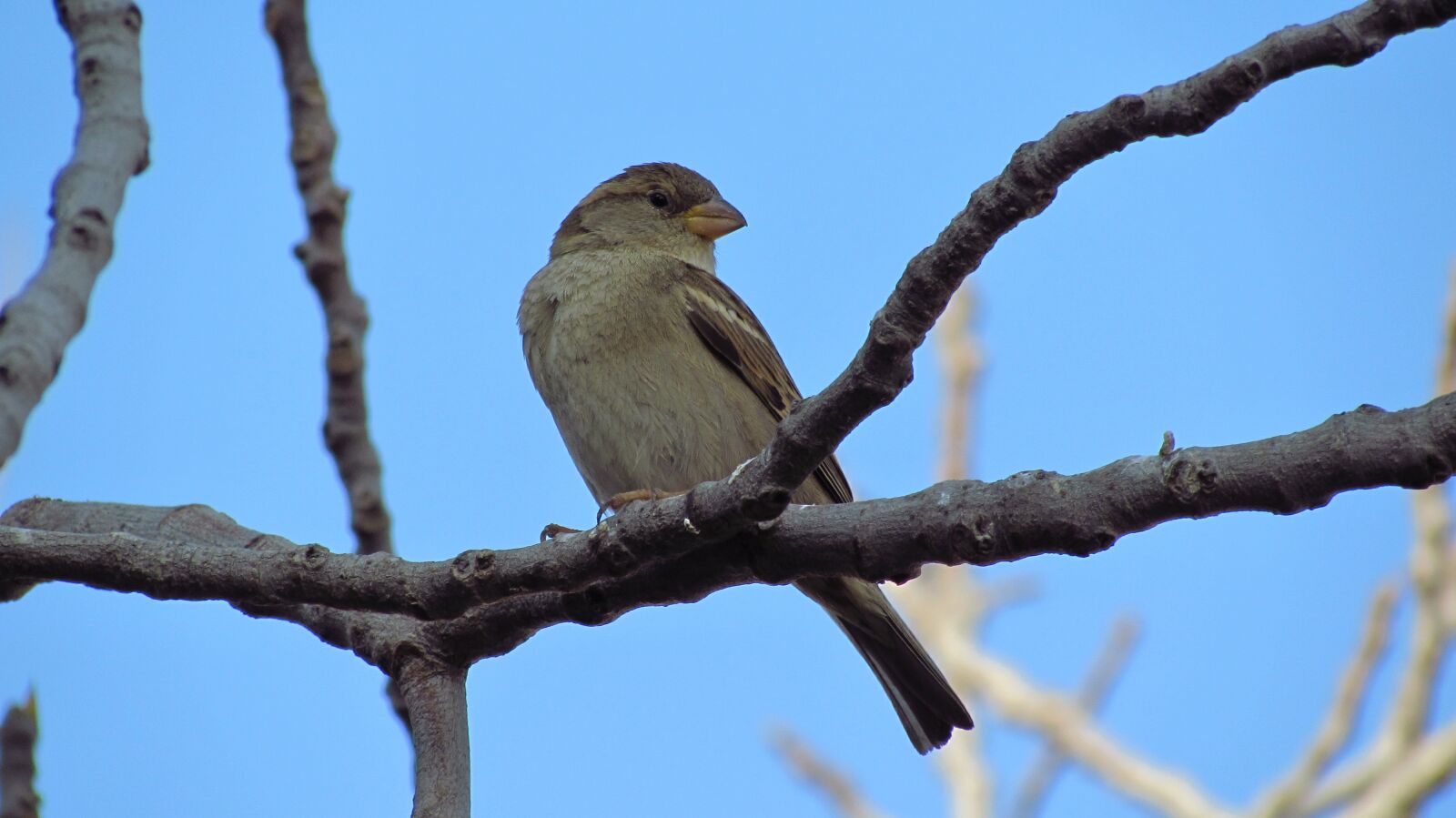 Canon PowerShot SX510 HS sample photo. Nature, birds, wildlife photography