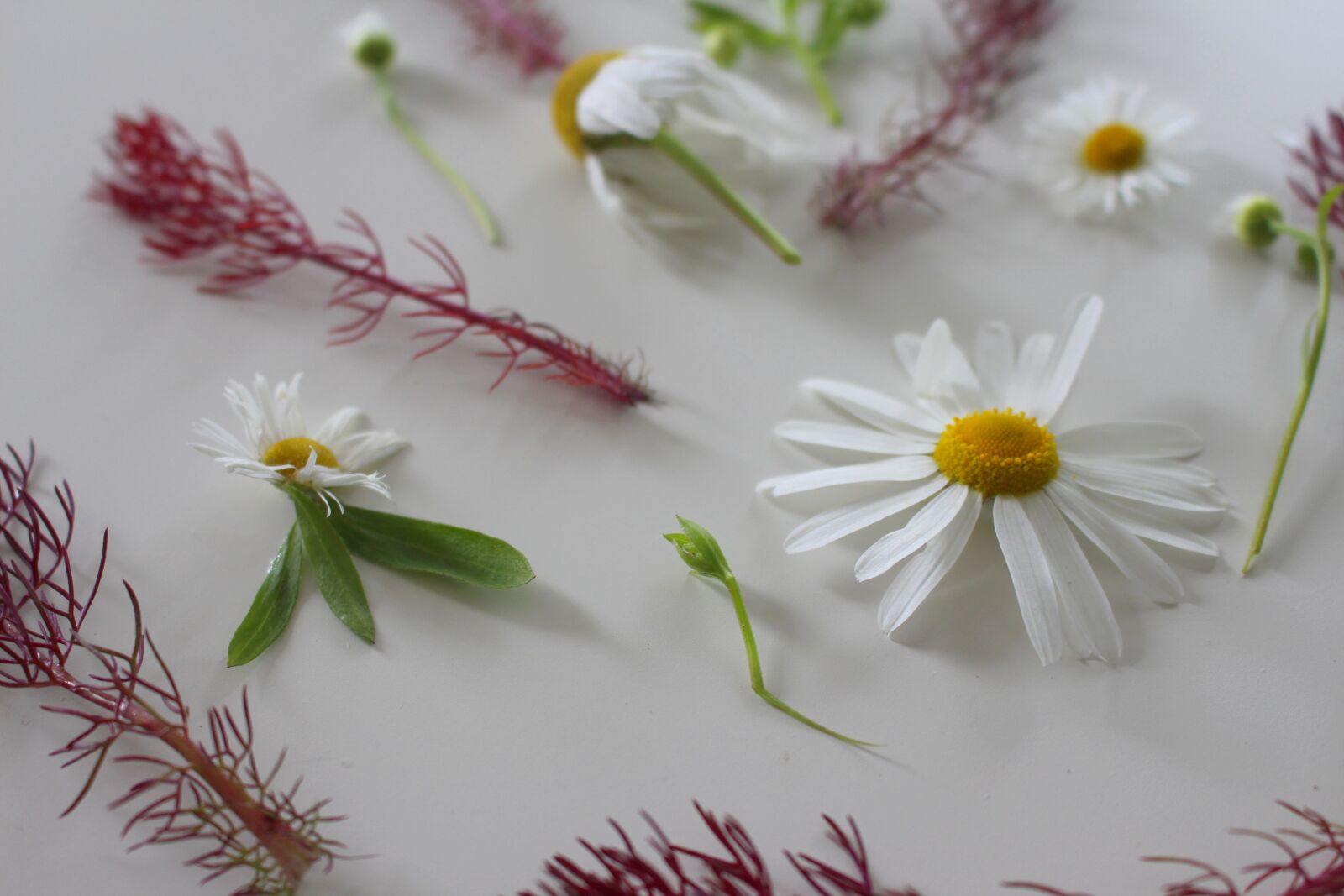 Canon EOS 700D (EOS Rebel T5i / EOS Kiss X7i) sample photo. Flowers, summer, nature photography