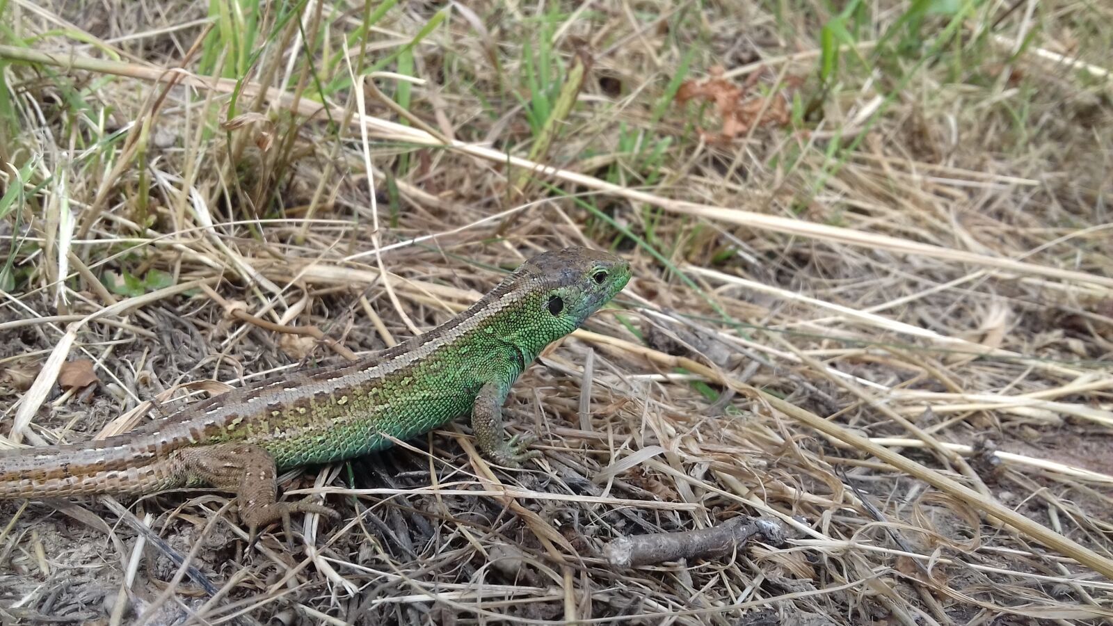 Samsung Galaxy J3(2016) sample photo. Nature, animals, lizards photography