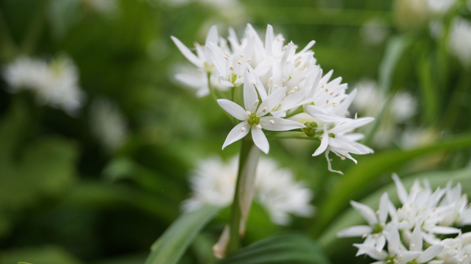 Sony SLT-A58 sample photo. Flower, bear garlic, nature photography