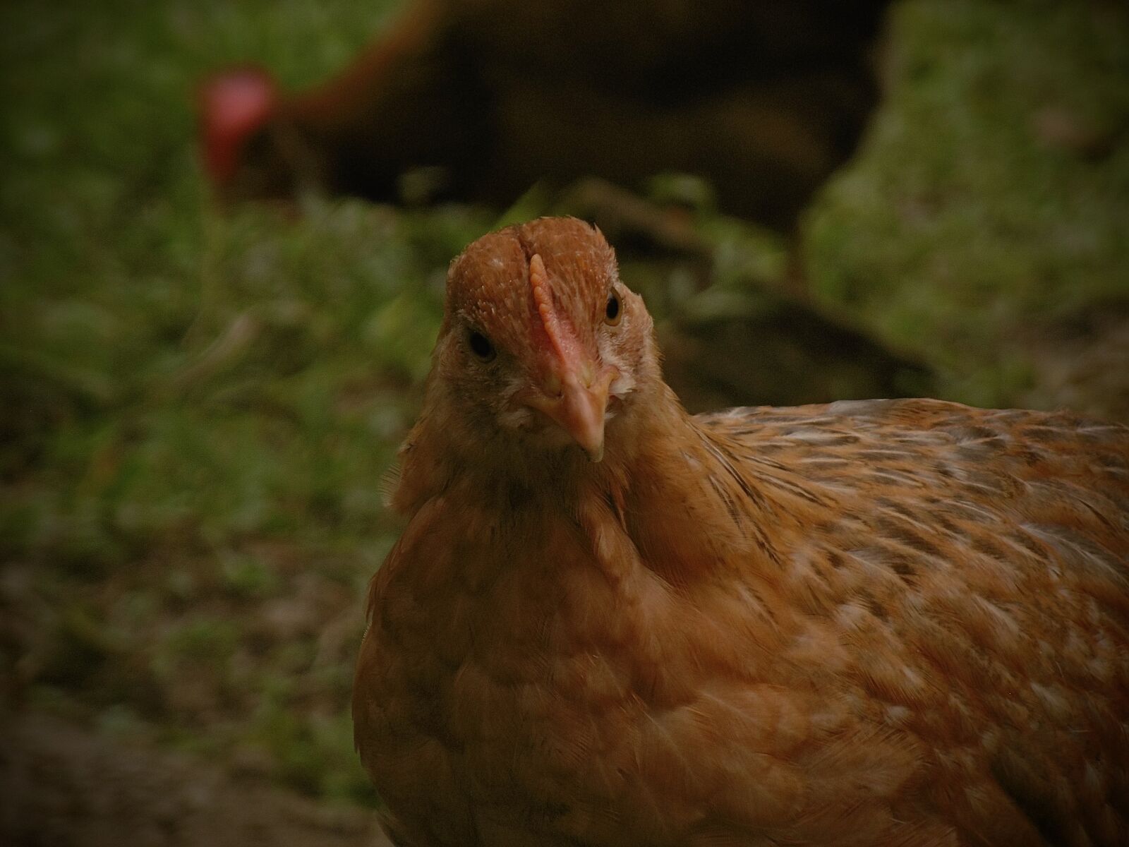 Panasonic DMC-SZ10 sample photo