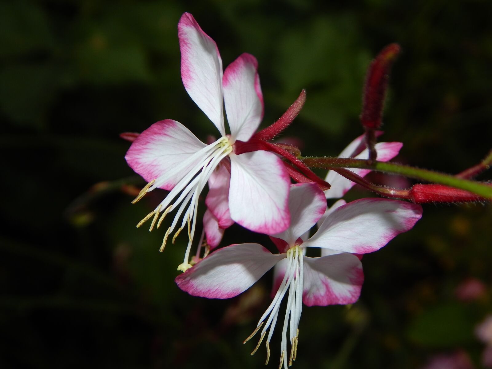 Nikon Coolpix L830 sample photo. Flower, beard thread, summer photography