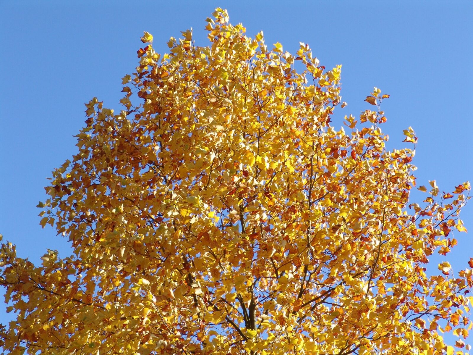Sony DSC-F828 sample photo. Autumn, fall foliage, october photography
