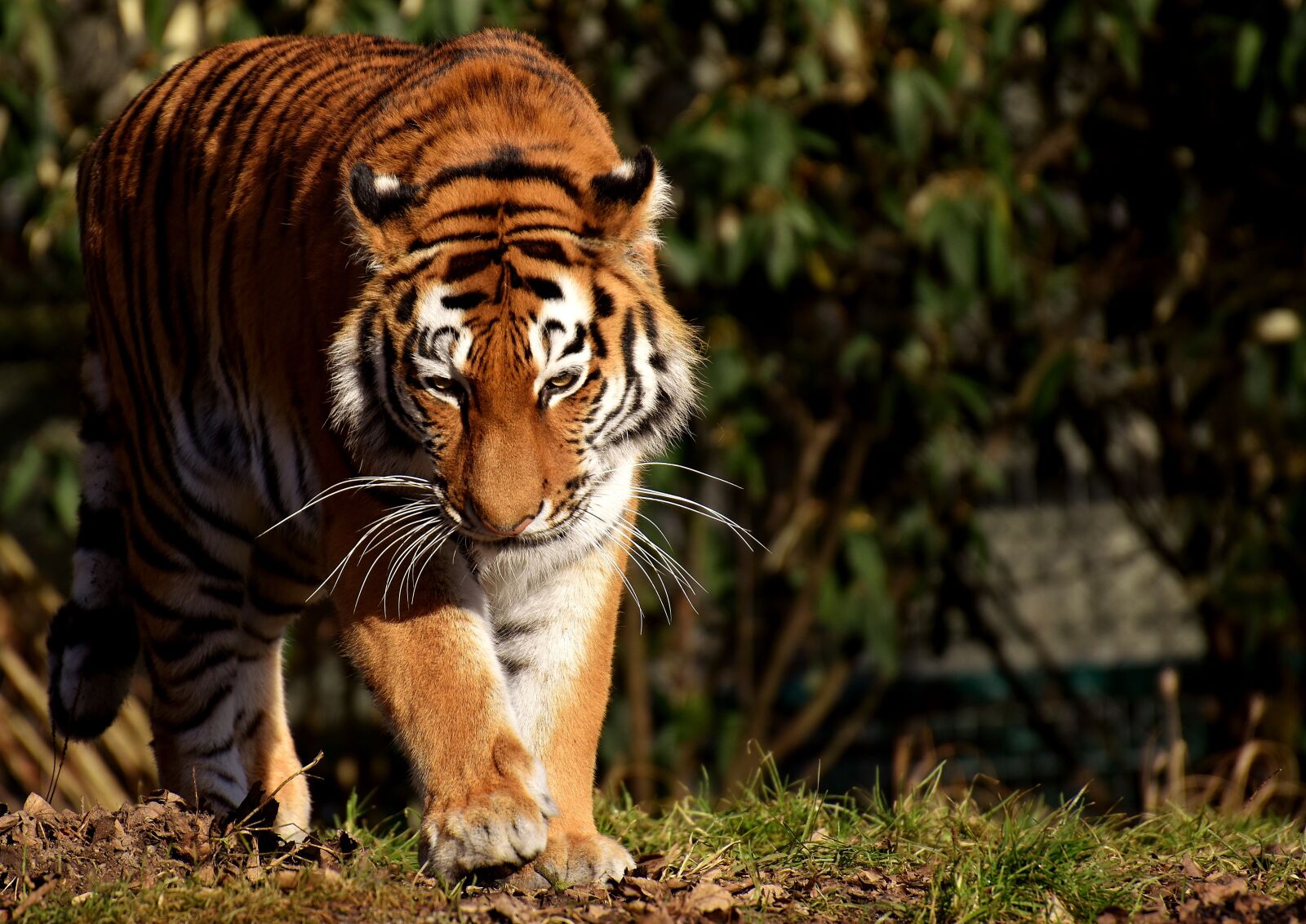 Nikon D7200 sample photo. Tiger, big cat, predator photography