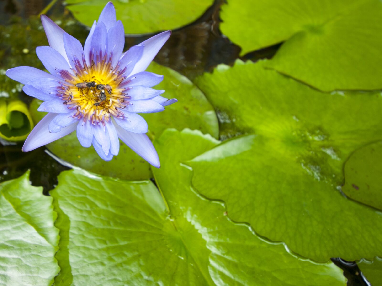 Nikon D80 sample photo. Travel, flower, tourism photography