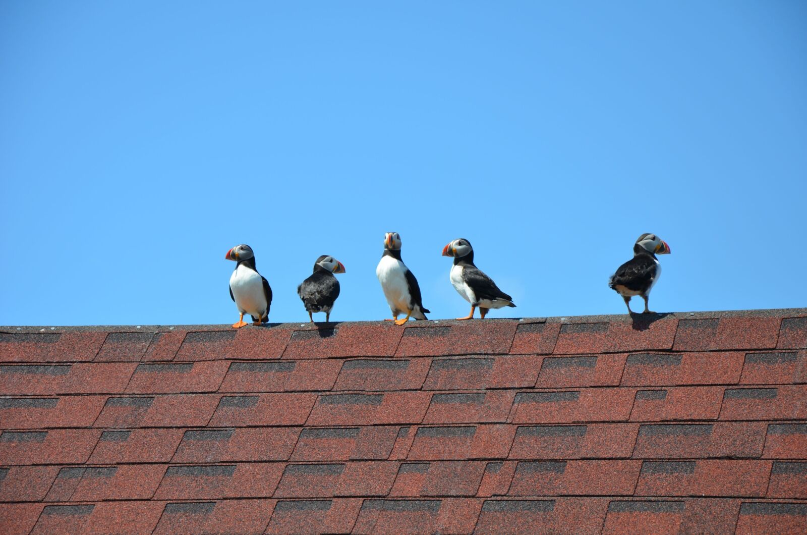 Nikon D7000 sample photo. Puffin, birds, sea photography