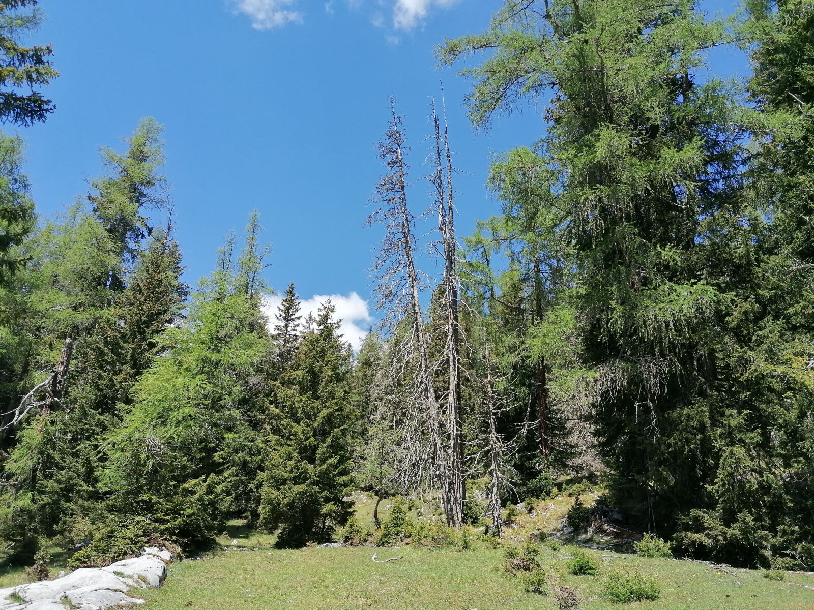 HUAWEI P30 LITE sample photo. Forest, mountains, dead tree photography