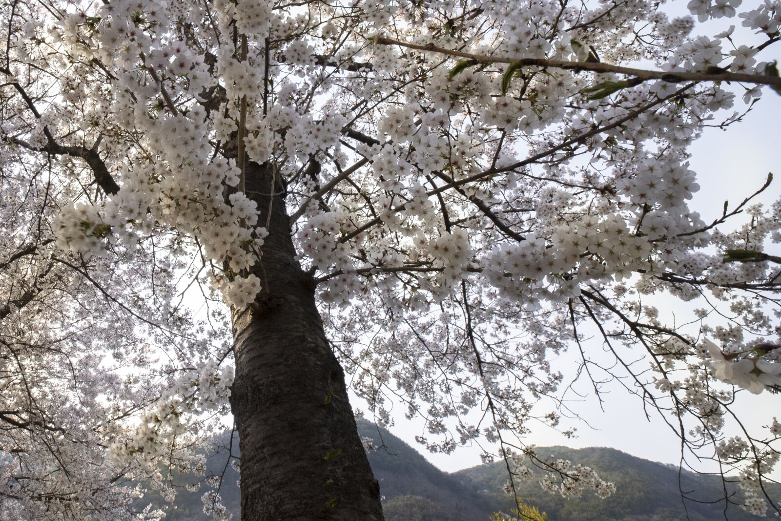 Tamron 17-35mm F2.8-4 Di OSD sample photo. Cherry tree, spring flowers photography