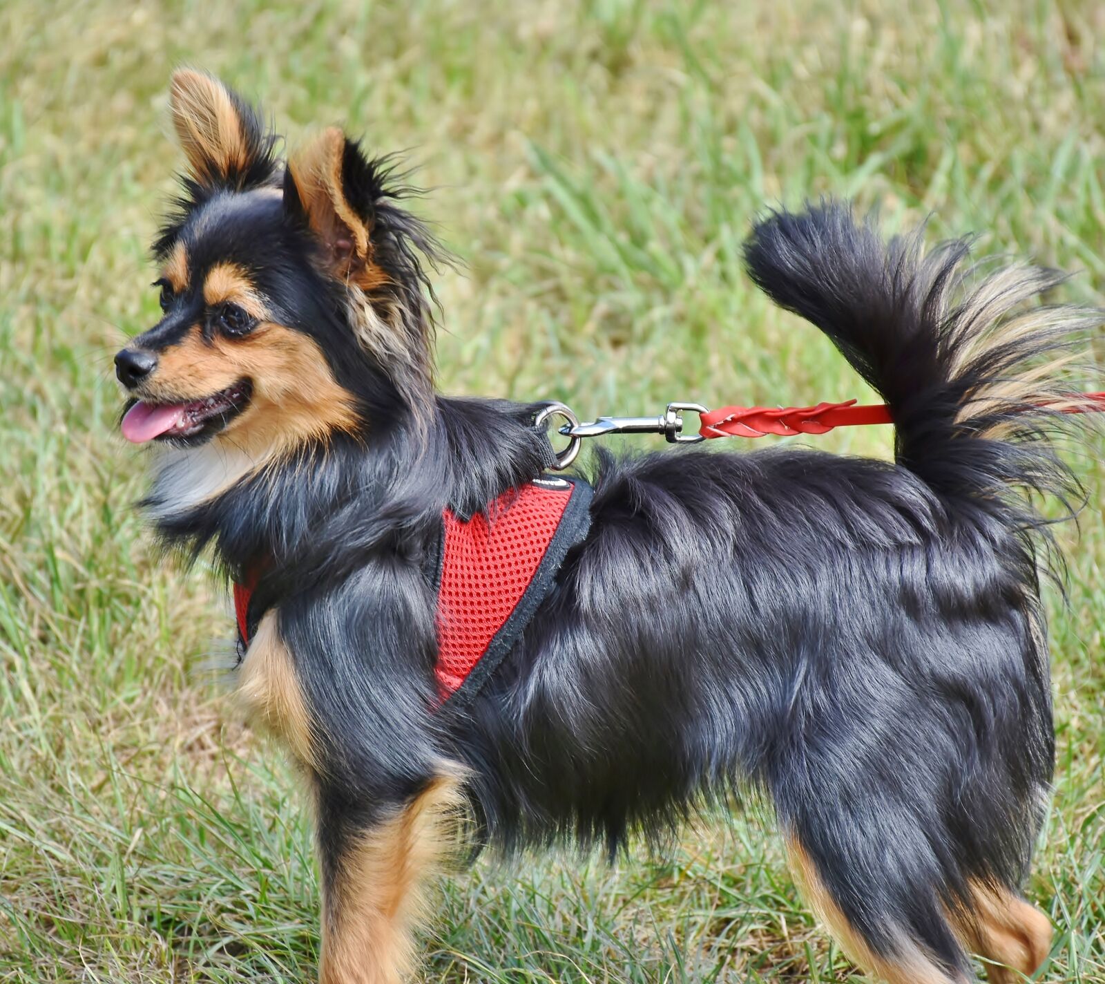 Nikon D7200 sample photo. Dog, hybrid, animal photography