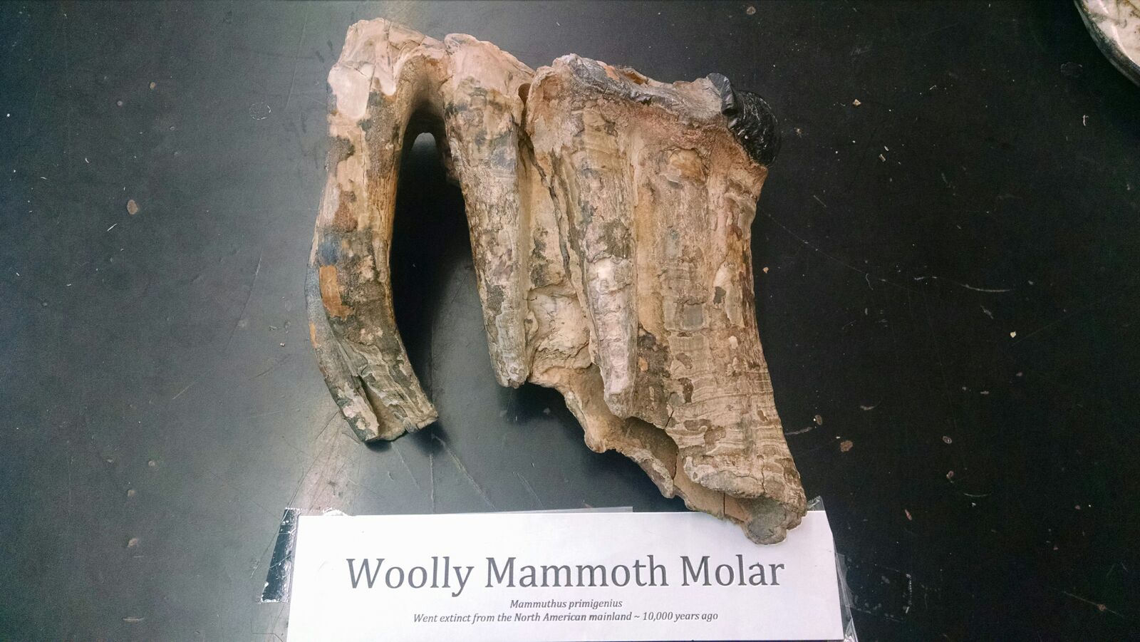 Motorola Moto X (1st Gen) sample photo. Animal, awesome, biology, fossil photography