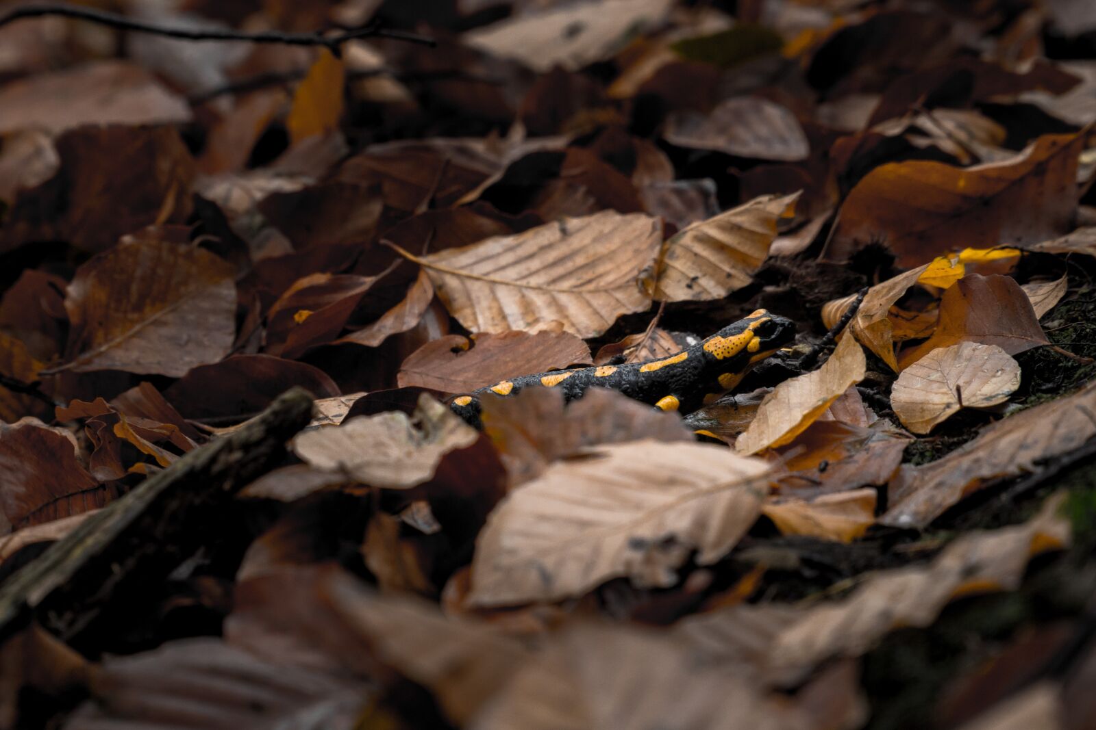 Sony a6300 + Sony E PZ 18-105mm F4 G OSS sample photo. Forest, salamanda, amphibian photography