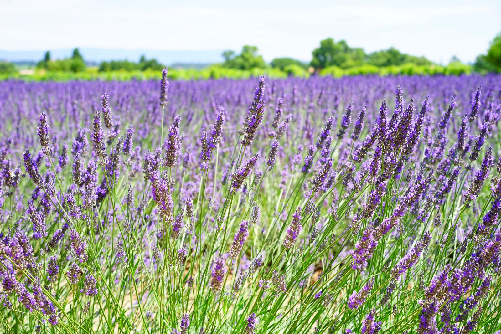 Sony a7 + Sony Sonnar T* FE 55mm F1.8 ZA sample photo. Lavender flowers, blue, flowers photography