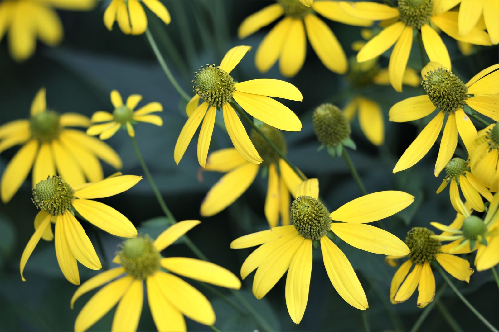 Canon EF 70-300 F4-5.6 IS II USM sample photo. Arnica, plant, flower photography