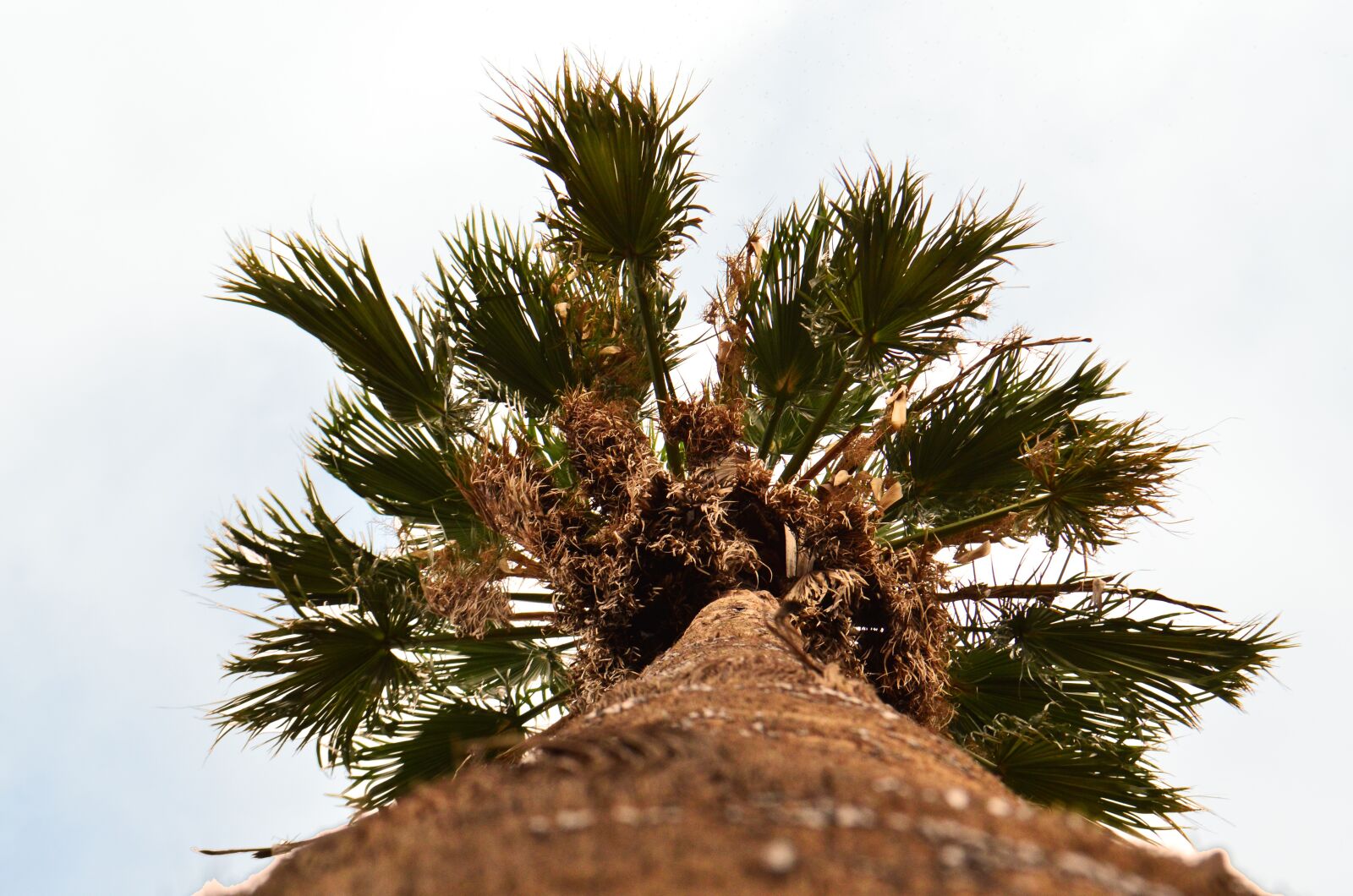 Nikon D5100 sample photo. Palm tree, trunk, leaves photography