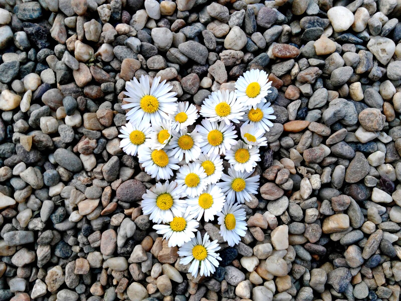 Lenovo S60-A sample photo. Heart, daisy, stone, love photography